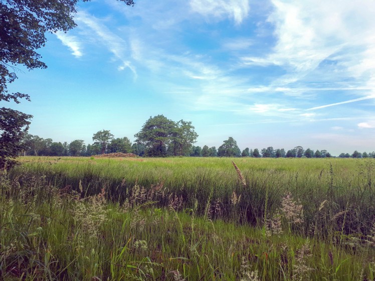 IMG_20170604_205033_534